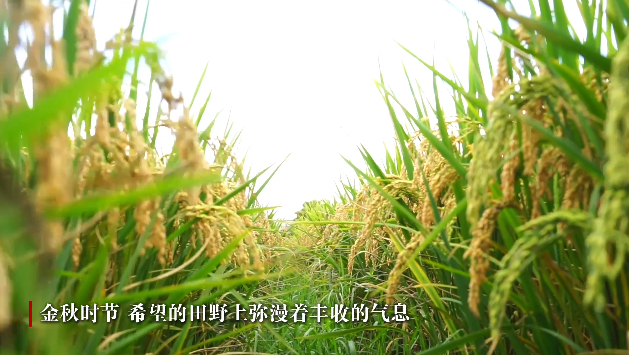  學習·知行｜田間地頭話農耕 習近平心系“中國飯碗”